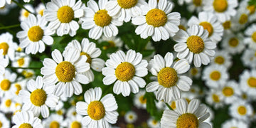 Photo of chamomile flowers showcasing the natural source of chamomile essential oils used for skincare, aromatherapy, and wellness benefits.