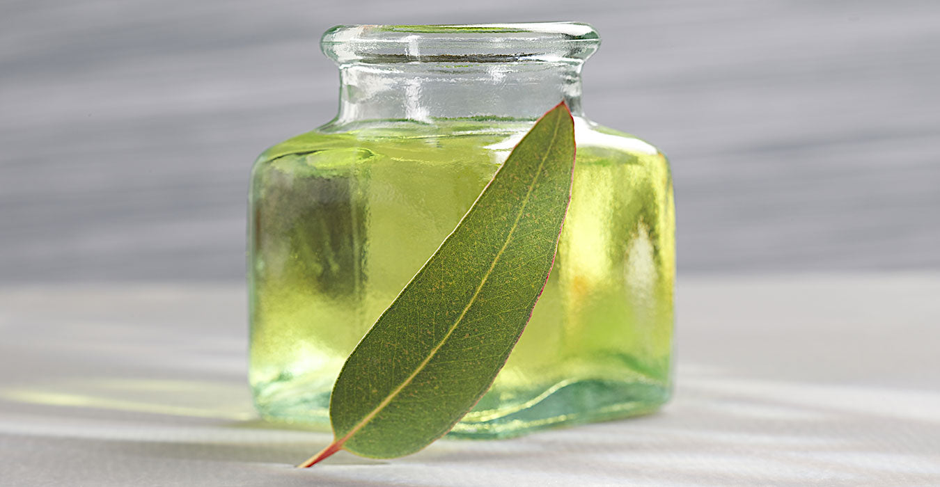 Eucalyptus Oil use for Cough and Respiratory Relief