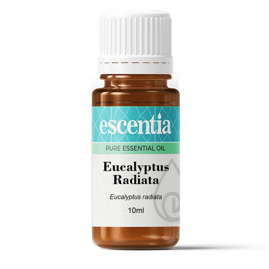 Eucalyptus (Eucalyptus radiata) Pure Essential Oil