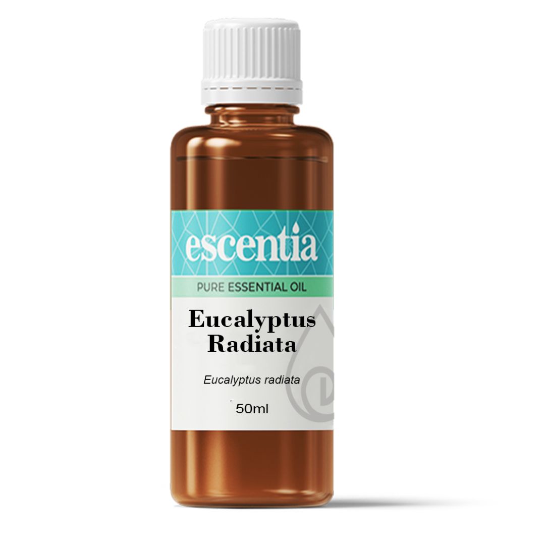 Eucalyptus (Eucalyptus radiata) Pure Essential Oil