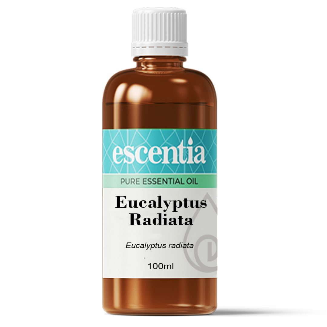 Eucalyptus (Eucalyptus radiata) Pure Essential Oil